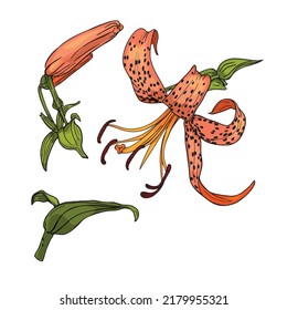 Tiger Lily Isolated Illustration Isolated Tropical Stock Vector ...