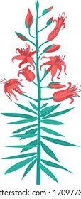 Tiger lily with leaves, color illustration of a plant.