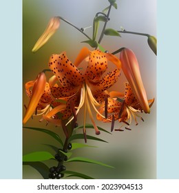 Tiger lily on a blurry colored background, postcard, vector illustration
