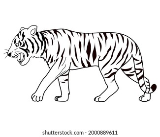 tiger line vector illustration,
isolated on white background.top view