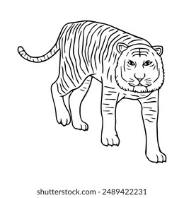 tiger line vector illustration,isolated on white background,top view