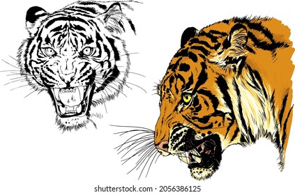 tiger and lion drawn with ink from the hands of a predator tattoo 