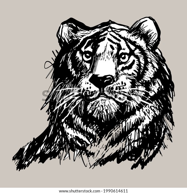 Tiger Lion Face Portrait Hand Drawn Stock Vector (Royalty Free ...