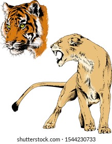 tiger, lions and leopard snarling muzzles drawn in ink by hand, vector without background