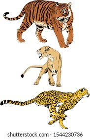 tiger, lions and leopard snarling muzzles drawn in ink by hand, vector without background