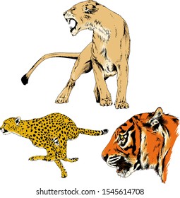 tiger, lions and leopard snarling muzzles drawn in ink by hand, vector without background