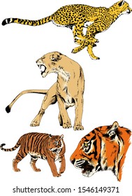 tiger, lions and leopard snarling muzzles drawn in ink by hand, vector without background