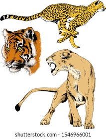 tiger, lions and leopard snarling muzzles drawn in ink by hand, vector without background