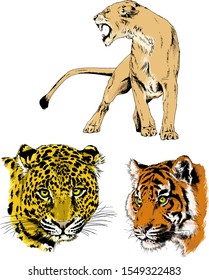 tiger, lions and leopard snarling muzzles drawn in ink by hand, vector without background