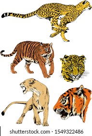 tiger, lions and leopard snarling muzzles drawn in ink by hand, vector without background
