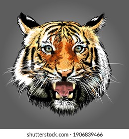 Tiger looking at camera, Tropical animal in asia.- vector illustration