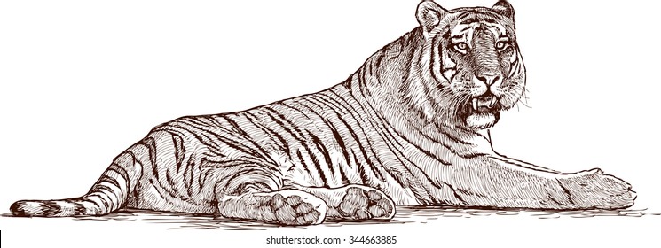 tiger lying