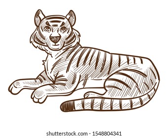 Tiger lying, looking upfront. Wild cat animal with stripes and long tail, full size. Wildlife predator detailed drawing. Hand drawn sketch illustration isolated on white background.