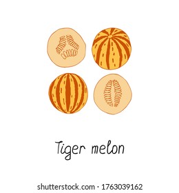 Tiger melon set on white background. Hand drawn poster. Stock vector illustration.