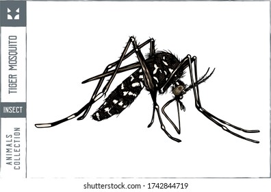 Ilustración del vector del mosquito del tigre - Dibujo a mano