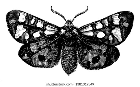 Tiger Moth belongs to the bombycina tribe of moths, vintage line drawing or engraving illustration.