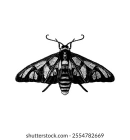 Tiger Moth hand drawing vector isolated on white background.