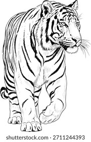 Tigre en movimiento – Dibujo de línea de precisión de gato grande caminando