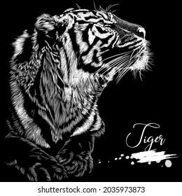 Tiger, nature conservation, animal vector illustration