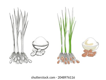tiger nut plant, tuber with nuts, hand drown illustration 