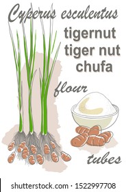 tiger nut: tuber with nuts.Tiger nuts flour. Vector hand drawn illustration