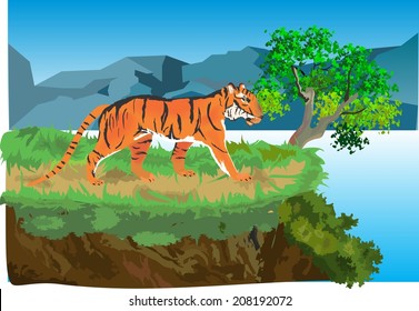 Tiger on the coast illustration