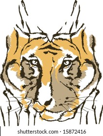 Tiger on white background