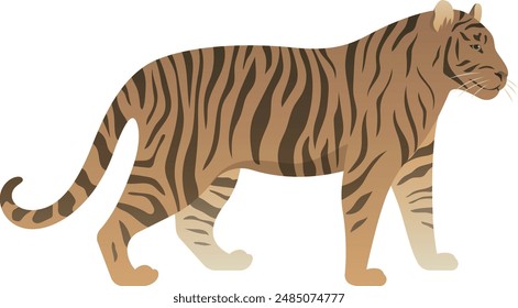 Tiger with orange fur and black stripes realistic vector illustration. Wild cat animal species color graphic. Standing or walking feline side view isolated on white. Carnivorous mammal of Asia.