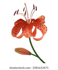 Tiger orange lily. Beautiful flower. Isolated. Green leaves. Bud.