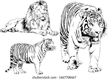 Animals Set Lion Family Lion Lioness Stock Vector (Royalty Free ...