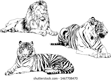 tiger and other wild cats drawn with ink from the hands of a predator tattoo logo