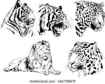 tiger and other wild cats drawn with ink from the hands of a predator tattoo logo