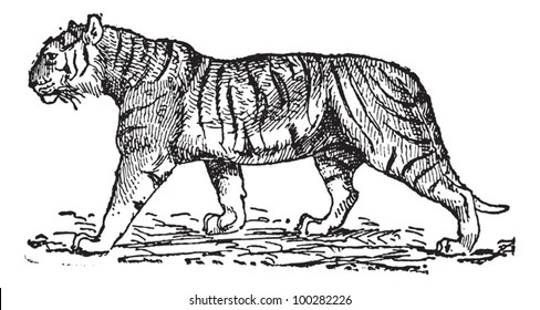 Tiger (Panthera tigris), vintage engraved illustration. Dictionary of words and things - Larive and Fleury - 1895.