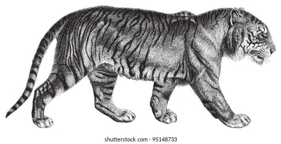 Tigre (Panthera tigris) /ilustração vintage de Meyers Konversations-Lexikon 1897