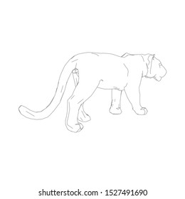 Tiger.Low poly vector animal illustration. Polygonal tiger graphic design.