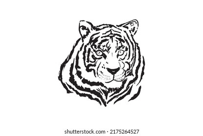 Tiger portrait in closeup isolated illustration sketch. Monochrome hand drawn Panthera tigris, wild cat of large size