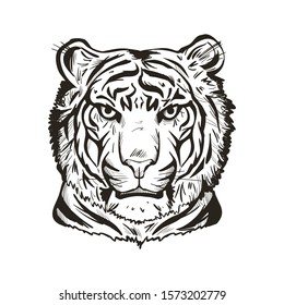 Tiger portrait in closeup isolated vector illustration sketch. Monochrome hand drawn panthera tigris, wild cat of large size. Felidae with furry coat. Predator wildlife, carnivore beast tiger wild cat