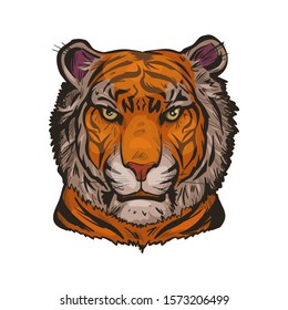 Tiger portrait in closeup isolated vector illustration sketch. Hand drawn panthera tigris, wild cat of large size. Felidae mammal with furry coat. Predator wildlife, carnivore beast, tiger wild cat