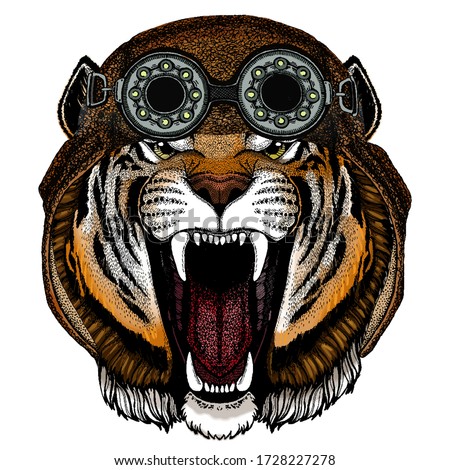 Tiger portrait. Wild cat head. Aviator flying leather helmet with googles.