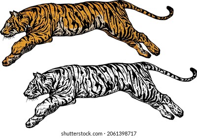 Tiger pouncing through the air. Hand drawn vector illustration.