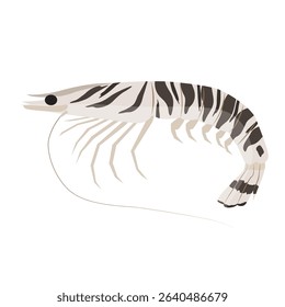 Tiger prawn illustration.Clip art on transparent background
