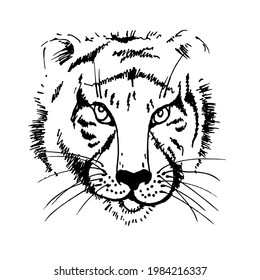 Tiger. Predator. Hunter. Illustration of Ink sketch. Vector.