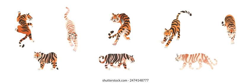 Tiger Predator Jungle Animal with Striped Coat Vector Set