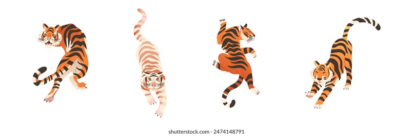 Tiger Predator Jungle Animal with Striped Coat Vector Set