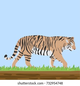 A tiger, a predator, a tiger on the grass. Flat design, vector illustration, vector.