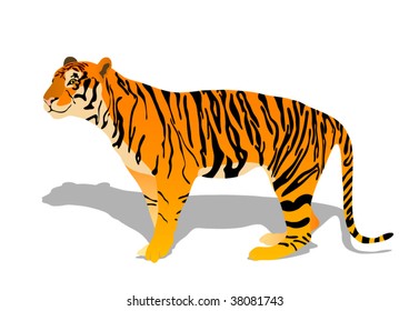 Tiger purring