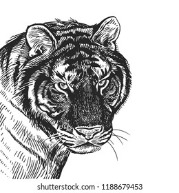 Tiger. Realistic portrait of African animal. Vintage engraving. Vector illustration art. Black and white hand drawing. Head of tiger is close-up. Facial expressions of Wildlife predator.