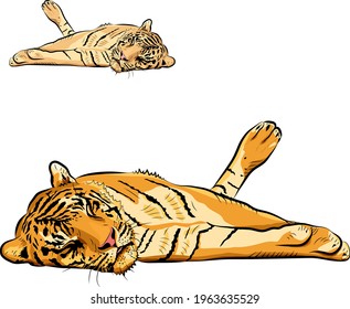 Tigre relajándose. Dos tonos naturales.