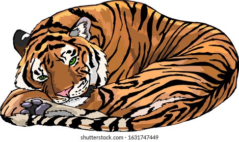 Tiger resting curled up in a ball vector