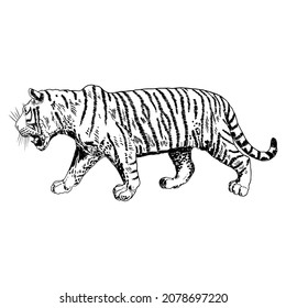 Tiger roaring drawing on white background. Illustration of angry growling tiger. Angry big cat. Vector. 